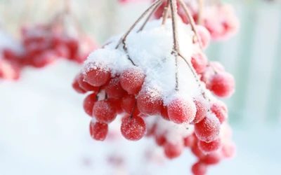 neige, hiver, fruit, baie, nourriture