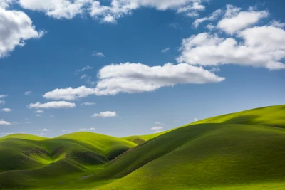 Campos verdes vibrantes bajo un cielo soleado