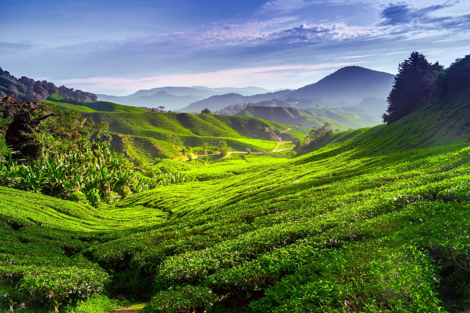 A green valley with a few trees and hills in the background (highland, nature, mountainous landforms, hill station, vegetation)