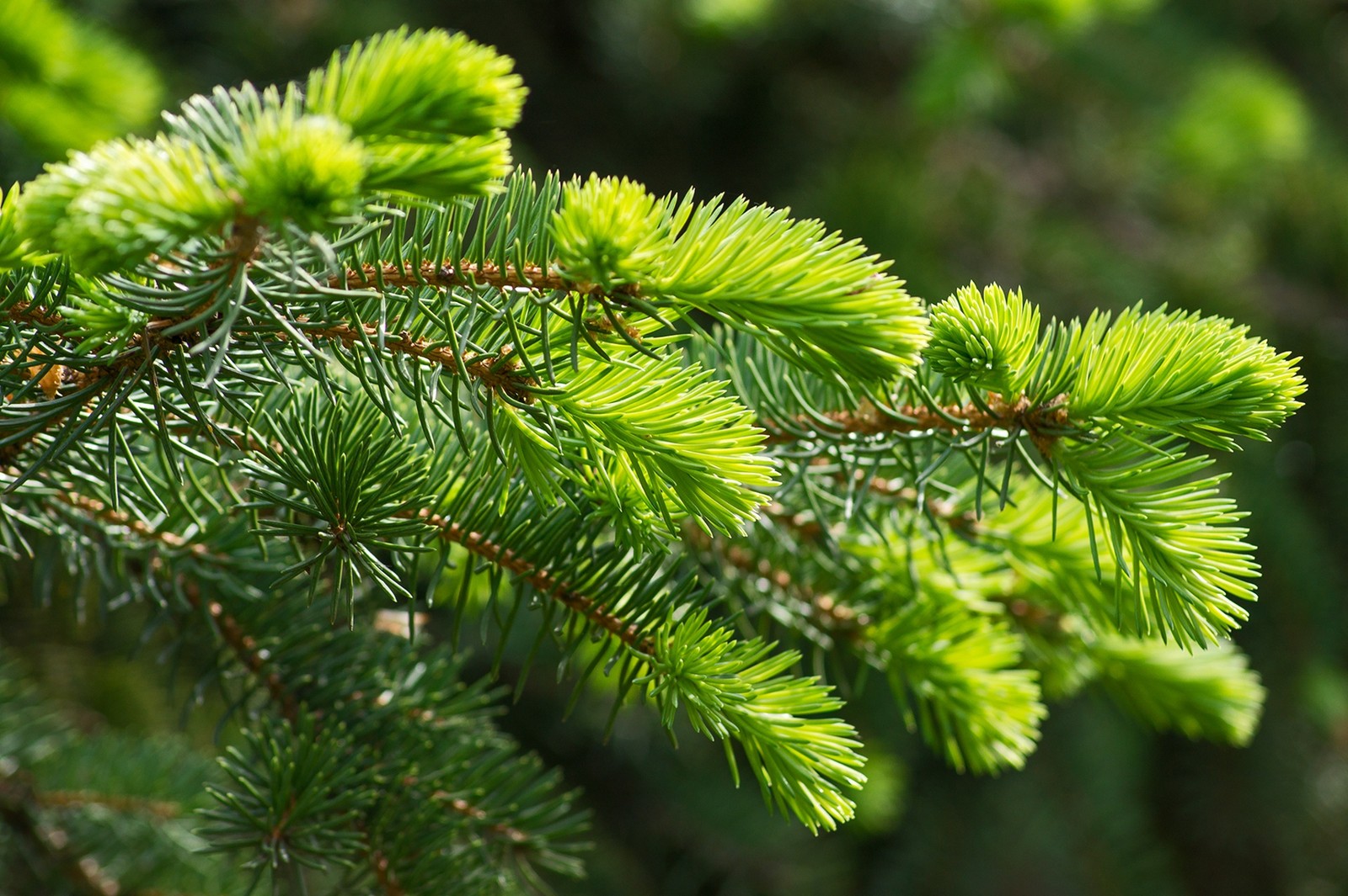 Gros plan d'une branche de pin avec des aiguilles vertes (épicéa, branche, arbre, mélèze, sapin)