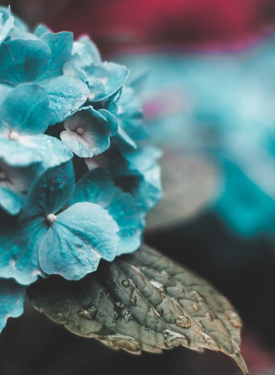 Gros plan de fleurs d'hortensia turquoise avec de délicates accents roses et de luxuriantes feuilles vertes.