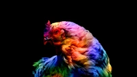 chicken, colorful, black background, amoled, animals wallpaper