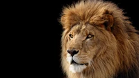 Majestic Lion Against a Black Background - 4K Wallpaper