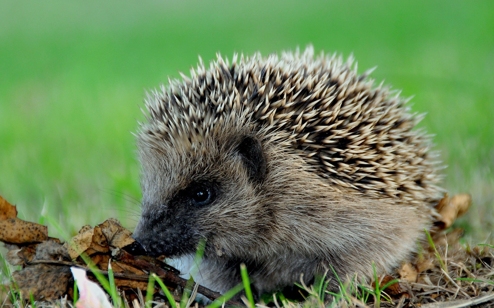 Ein igel frisst ein stück futter im gras an einem sonnigen tag (igel, stachelschwein, echidna, wildleben)