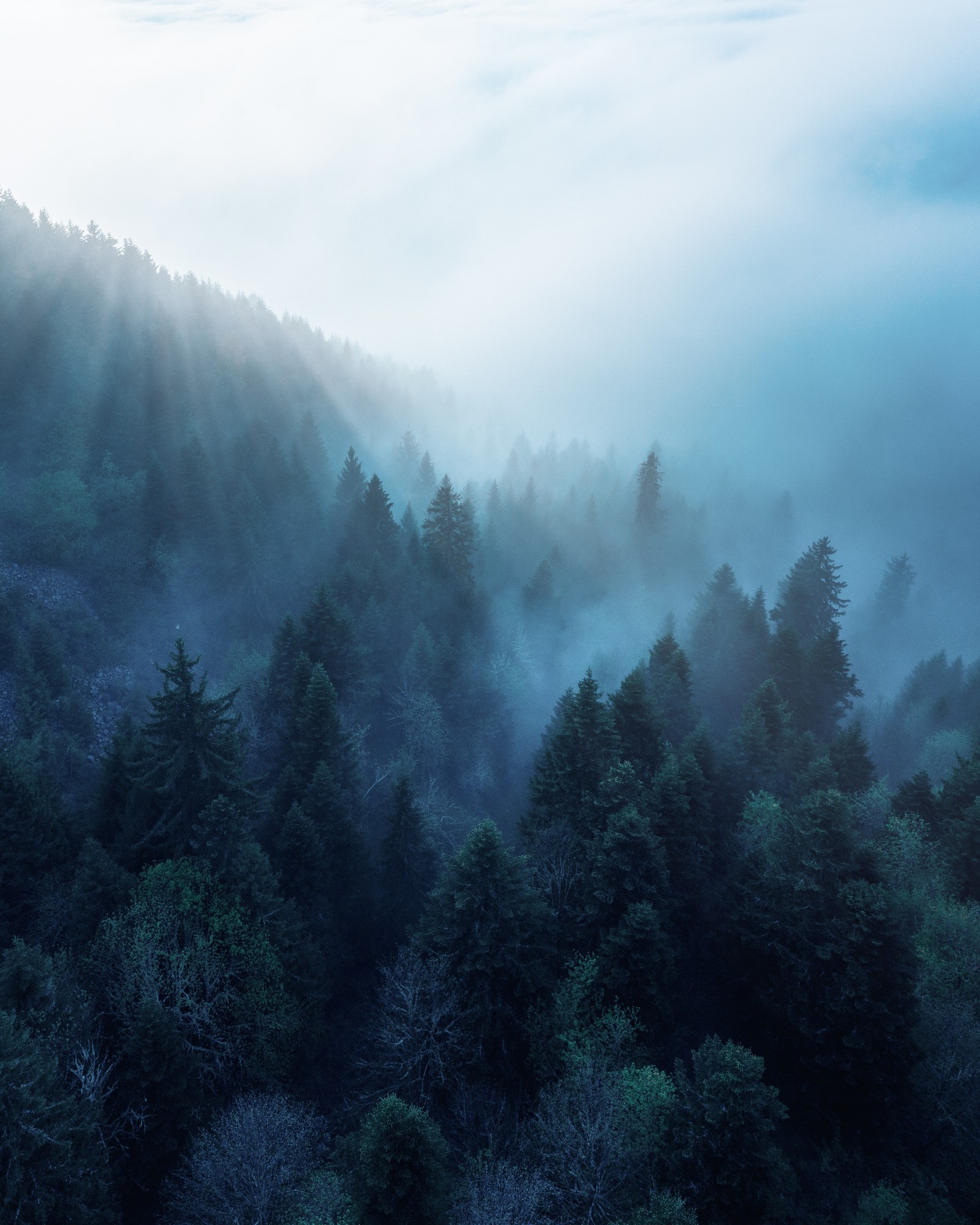 Vista árabe de uma floresta com neblina e árvores ao fundo (floresta, rhone alpes, luz solar, neblina da manhã, azul)