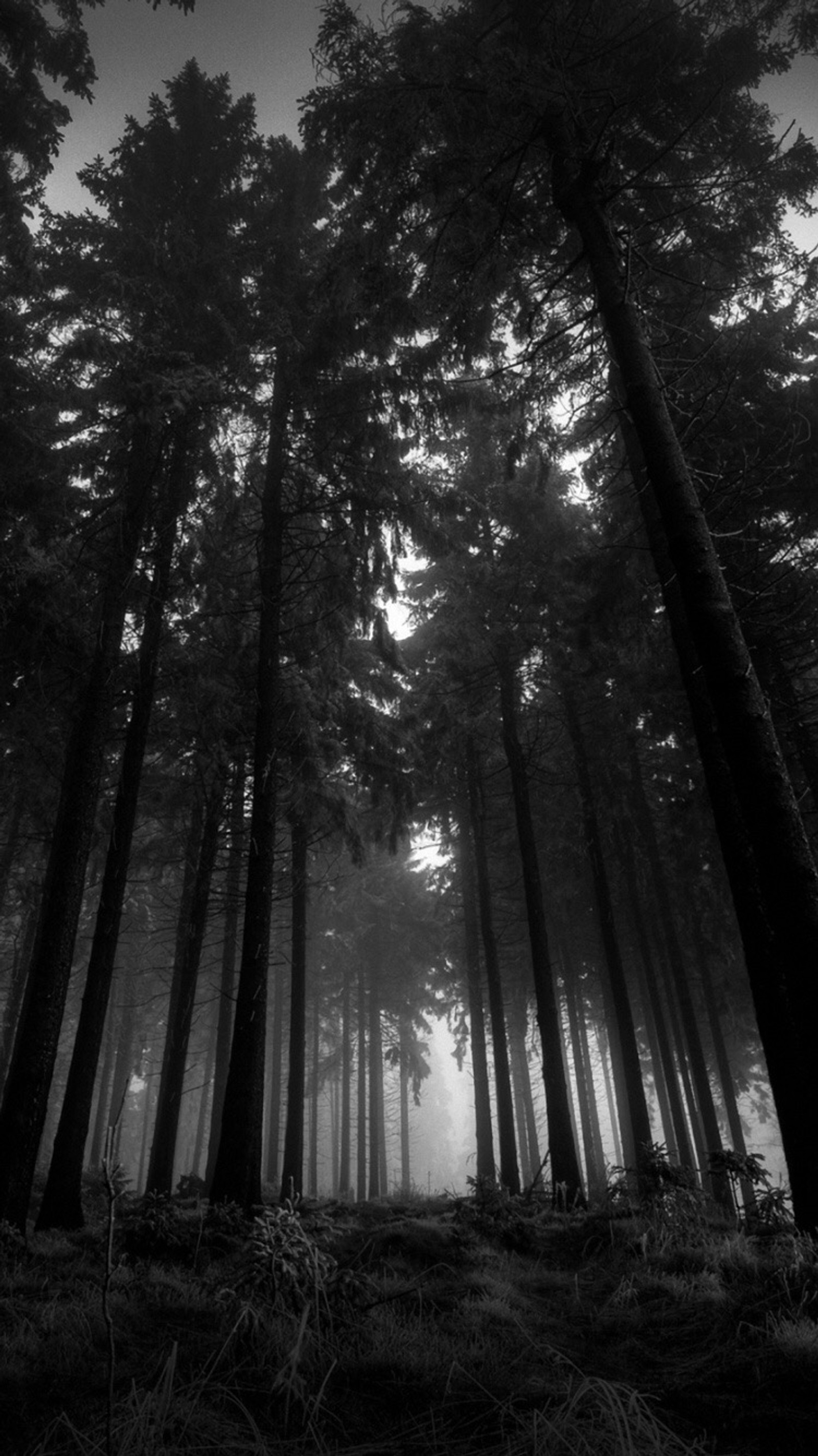 Una foto en blanco y negro de un bosque con árboles altos (oscuro, triste)