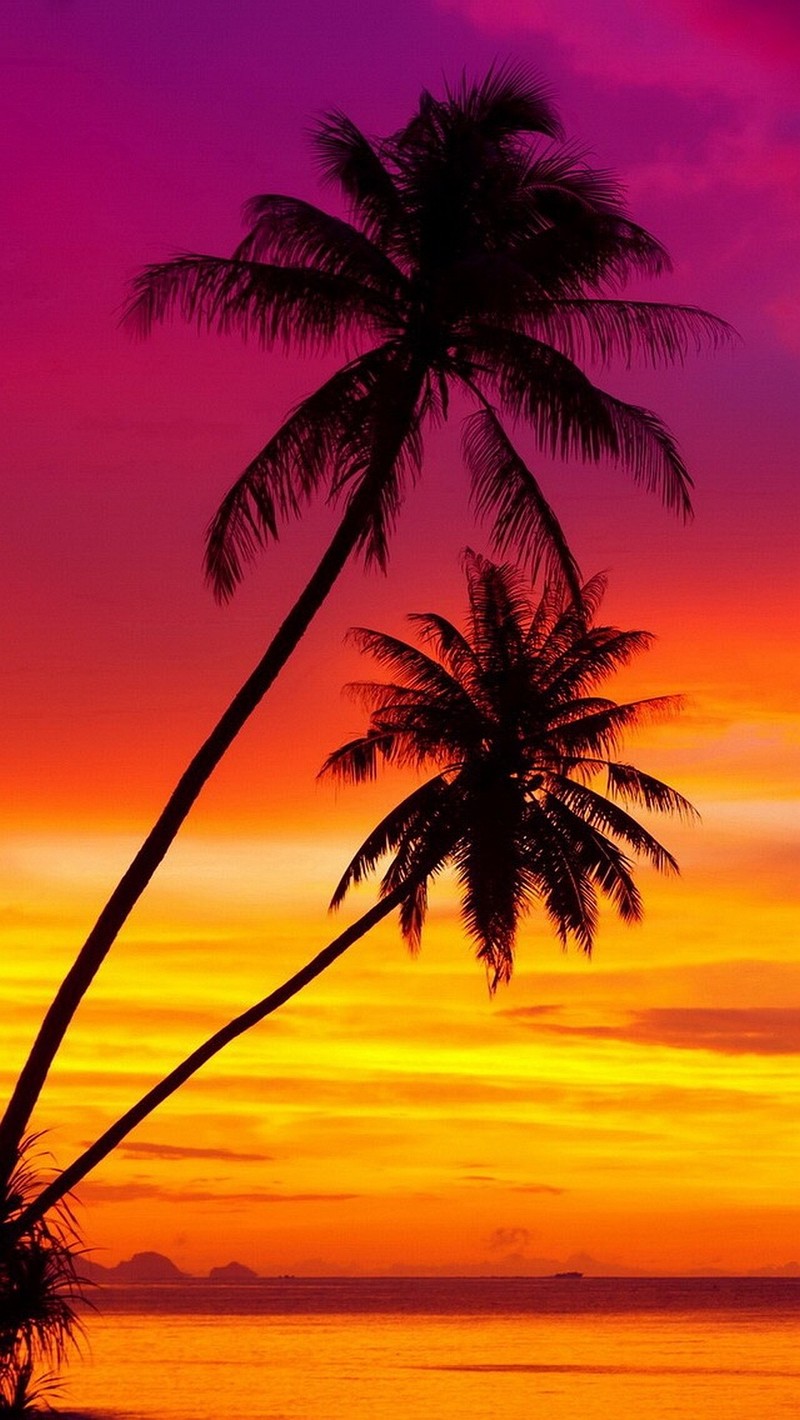 A view of a couple of palm trees on a beach (sunset, vibrant)