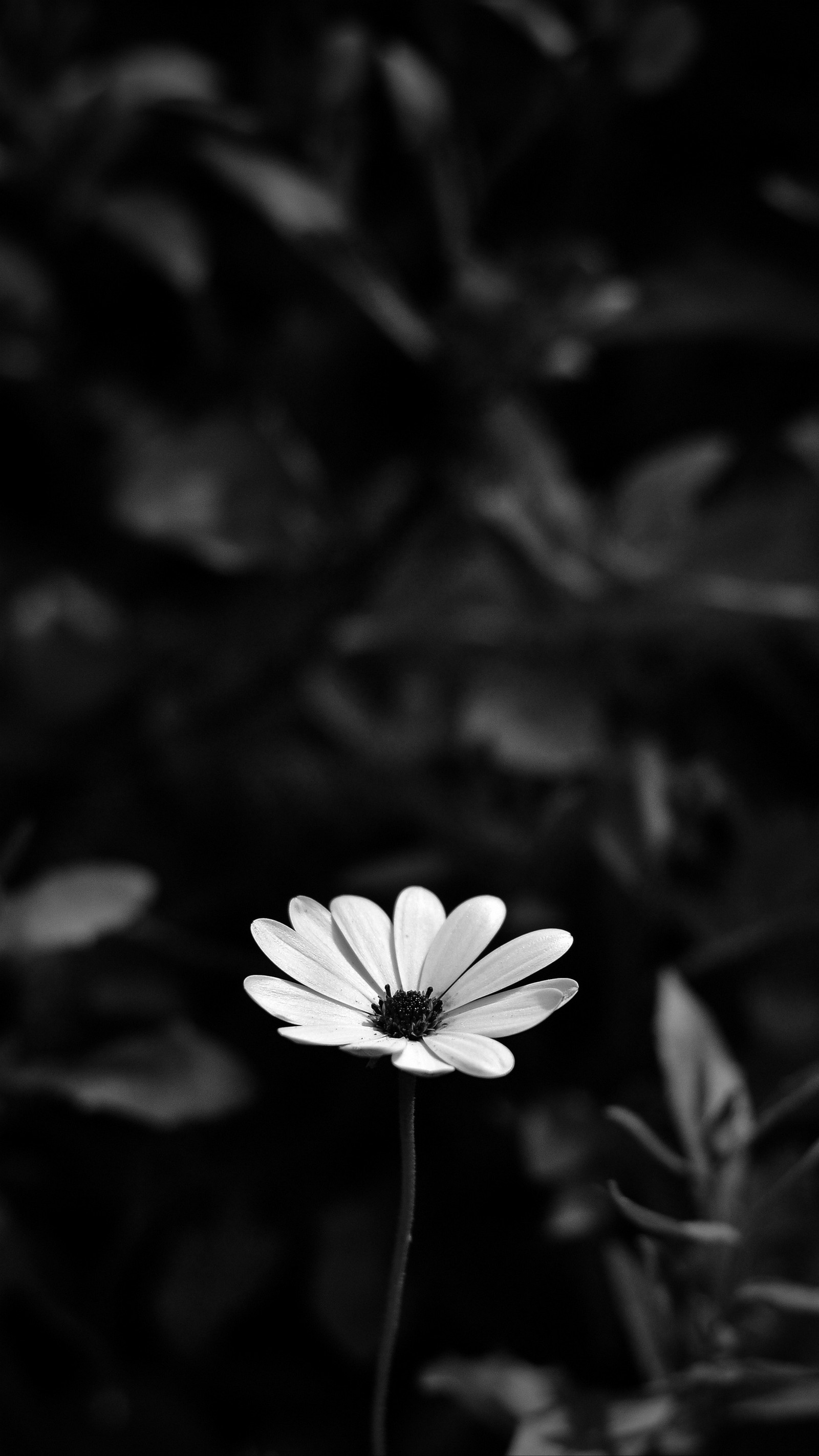 A black and white photo of a single flower in a garden (abej, beograd, blur, flower, flowers)