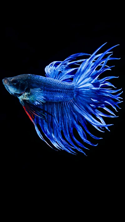 animal, betta, blue, fish, hd