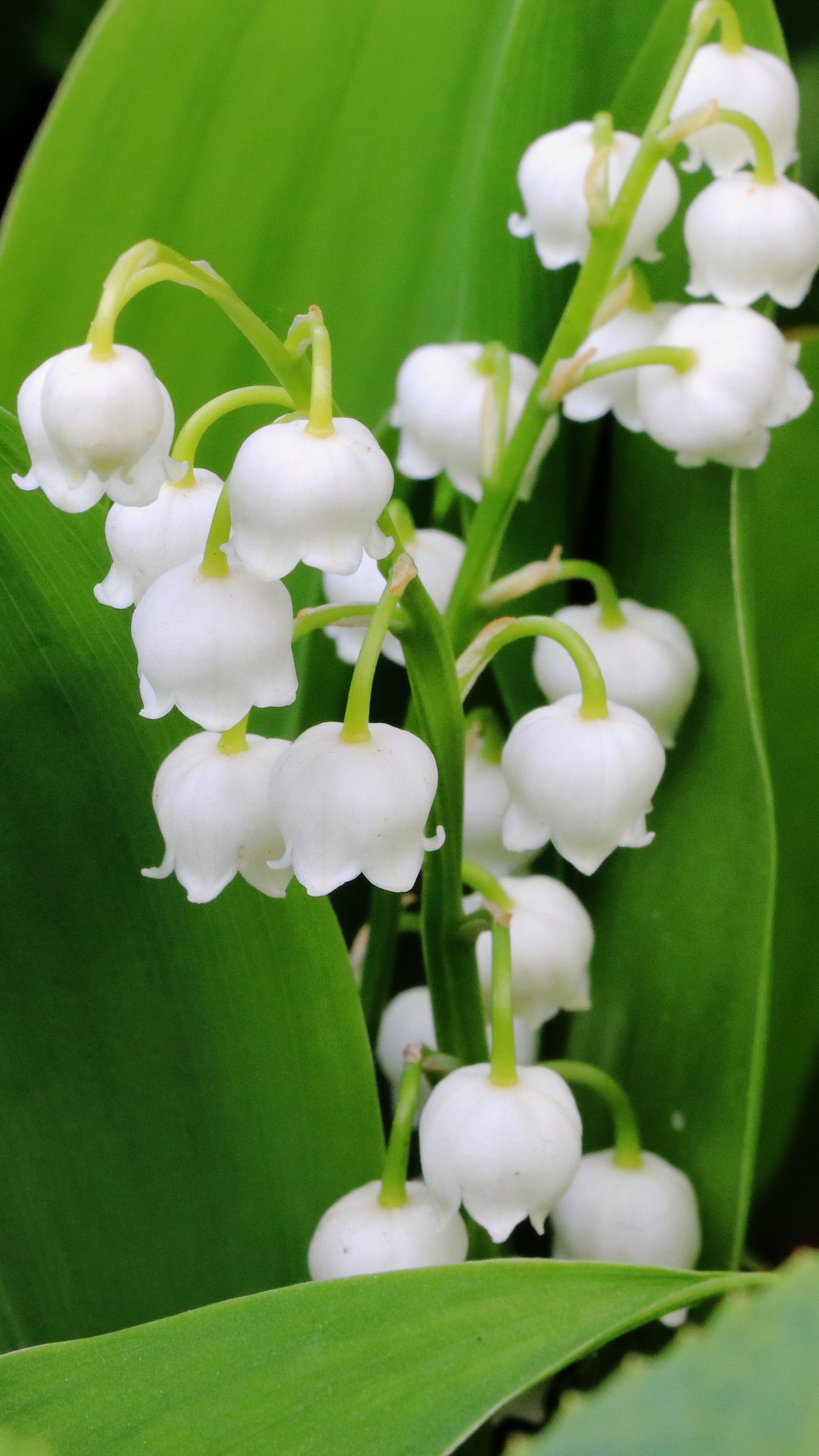 Gros plan d'une fleur blanche avec des feuilles vertes (beauté, vert, amour, naturel, fleur blanche)