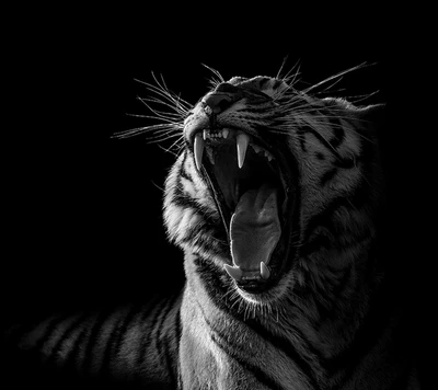 tigre, salvaje