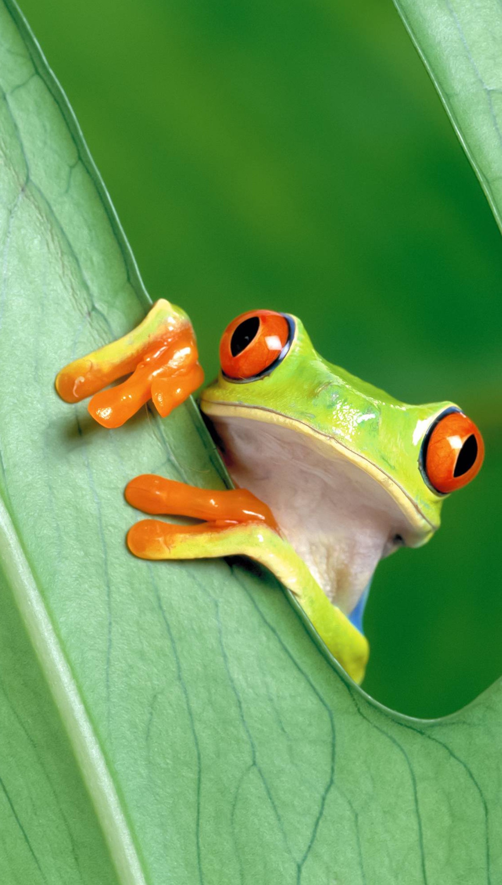 There is a frog that is sitting on a leaf with its mouth open (hd, hd wallpapers)