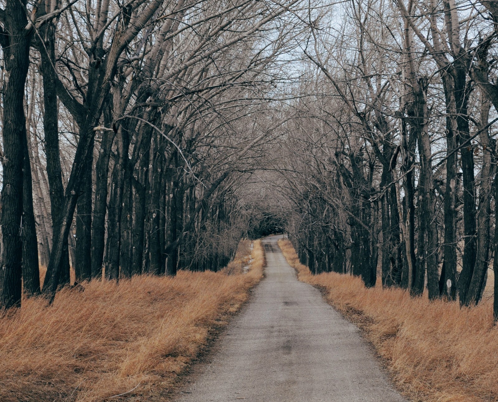 Descargar fondo de pantalla a lo largo, árbol, árboles