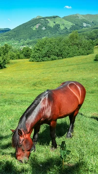 animal, cavalo, natureza