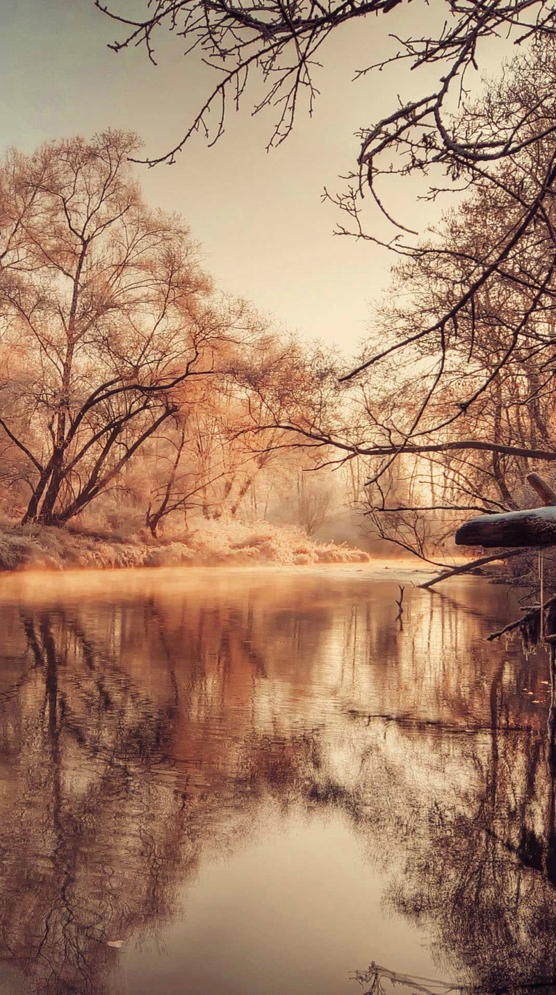 Деревья отражаются в воде реки зимой (пейзаж, природа)