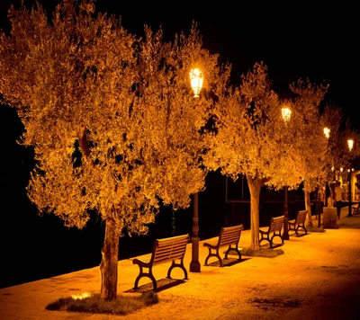 Encantadora caminhada noturna sob oliveiras iluminadas