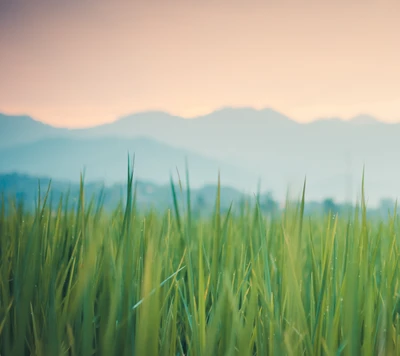 Campo de arroz verde exuberante ao crepúsculo contra um horizonte montanhoso