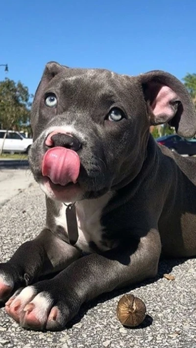 azul, touro, touros, cachorro, cães