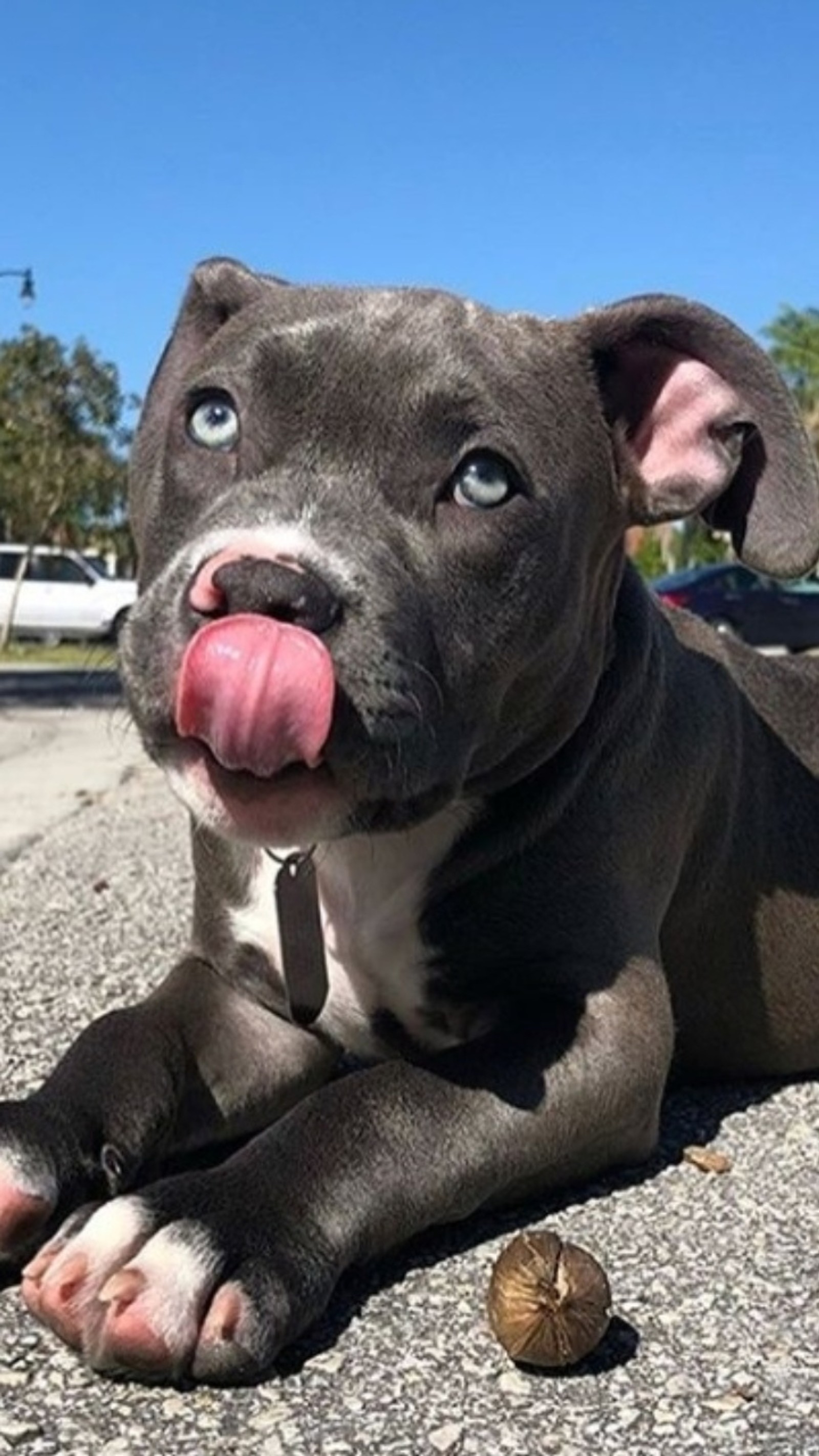 Un cachorro acostado en el suelo con la lengua afuera (azul, toro, toros, perro, perros)