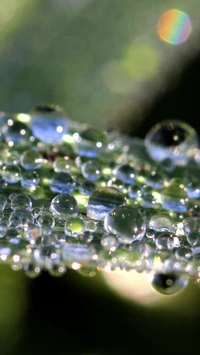 gouttes, feuille, nature, pluie