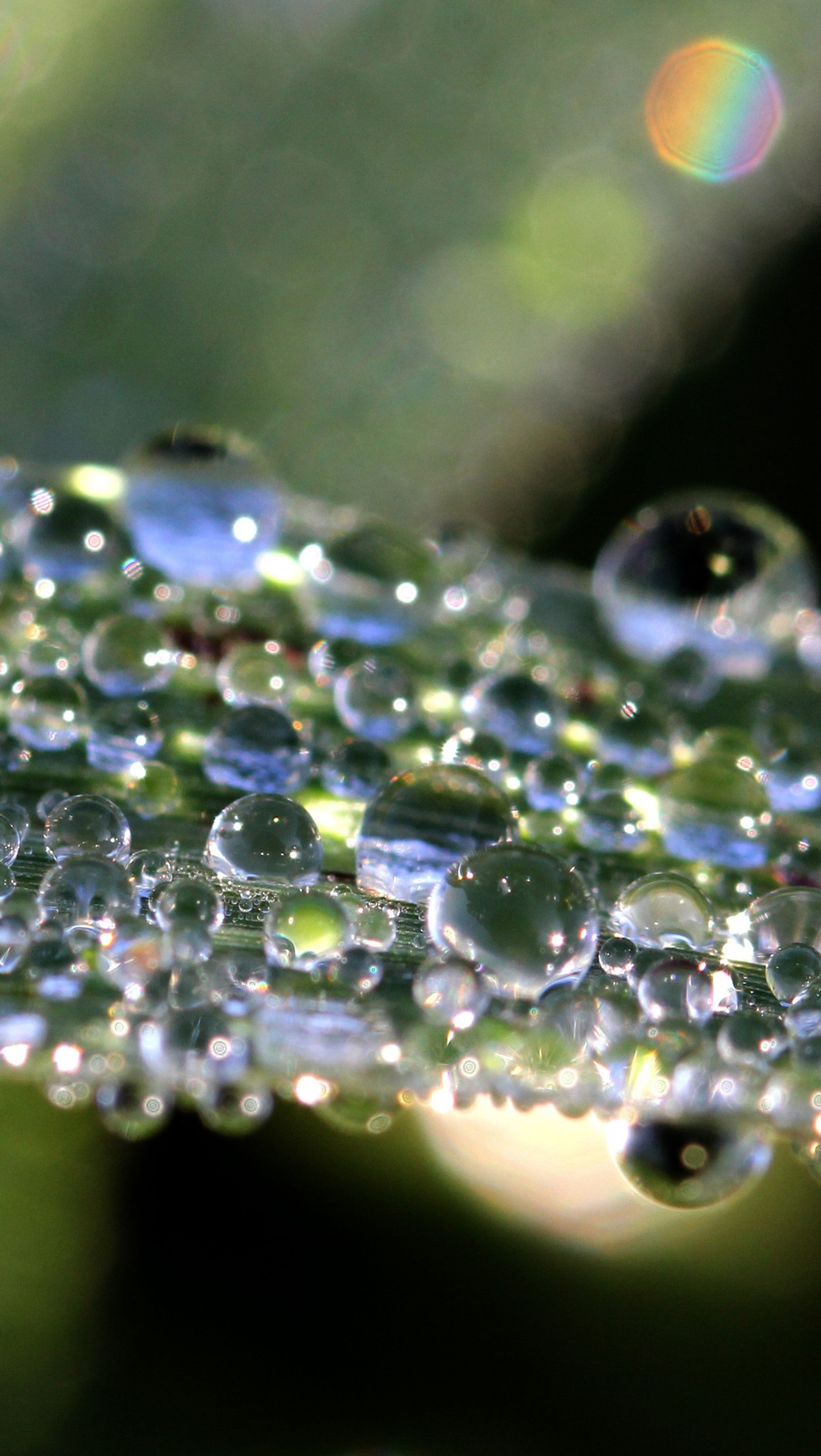 Un primer plano de una hoja con gotas de água sobre ela (gotas, hoja, naturaleza, lluvia)