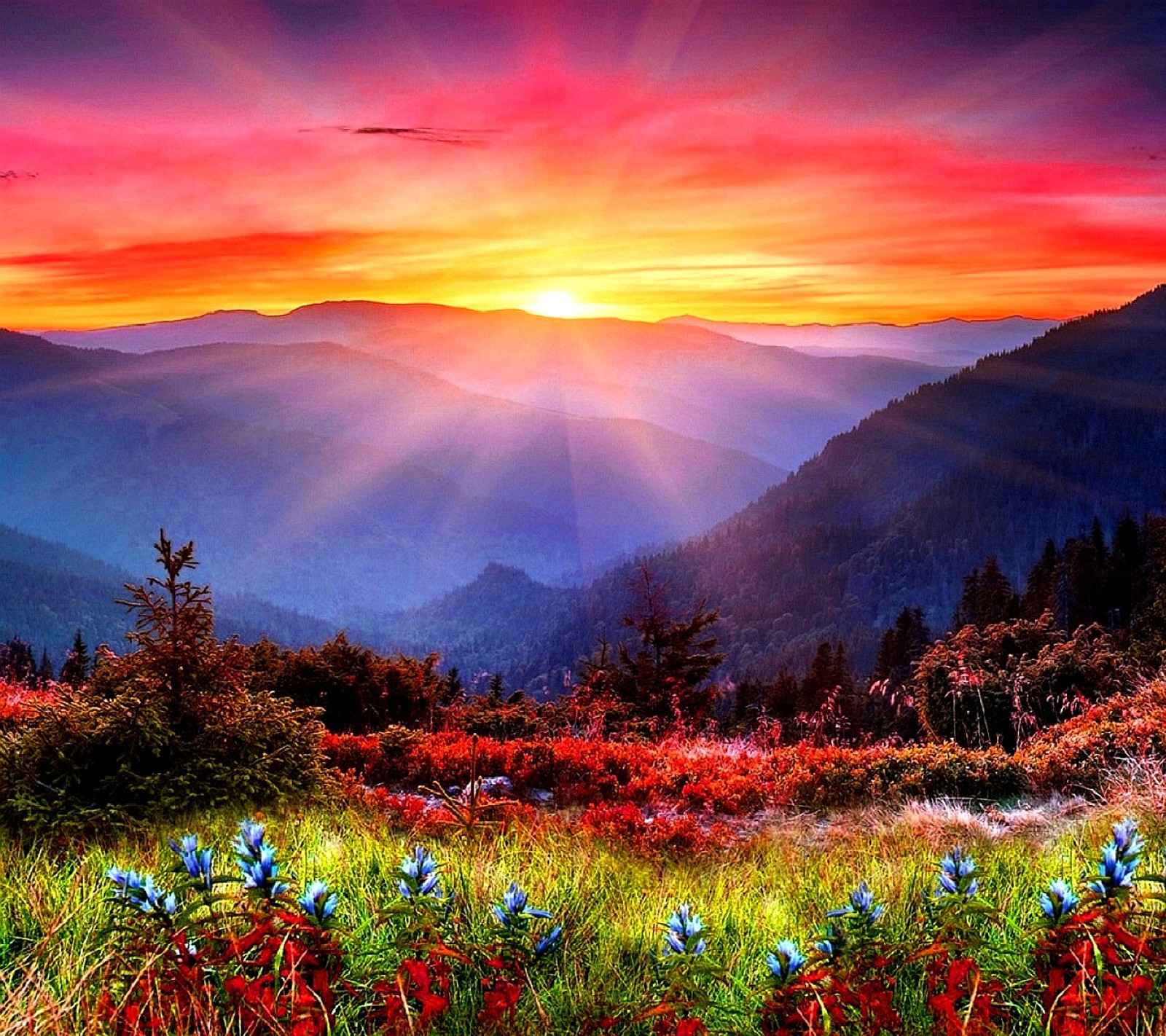 Vue d'un coucher de soleil coloré sur une chaîne de montagnes avec des fleurs sauvages (nature)