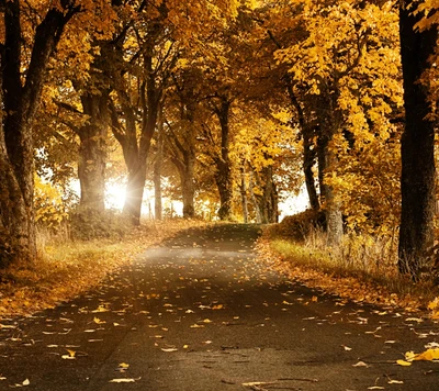 herbst, breeze, landschaft, natur, bäume