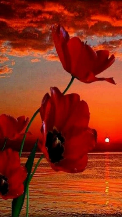 Red Poppies Against a Sunset Over the Sea