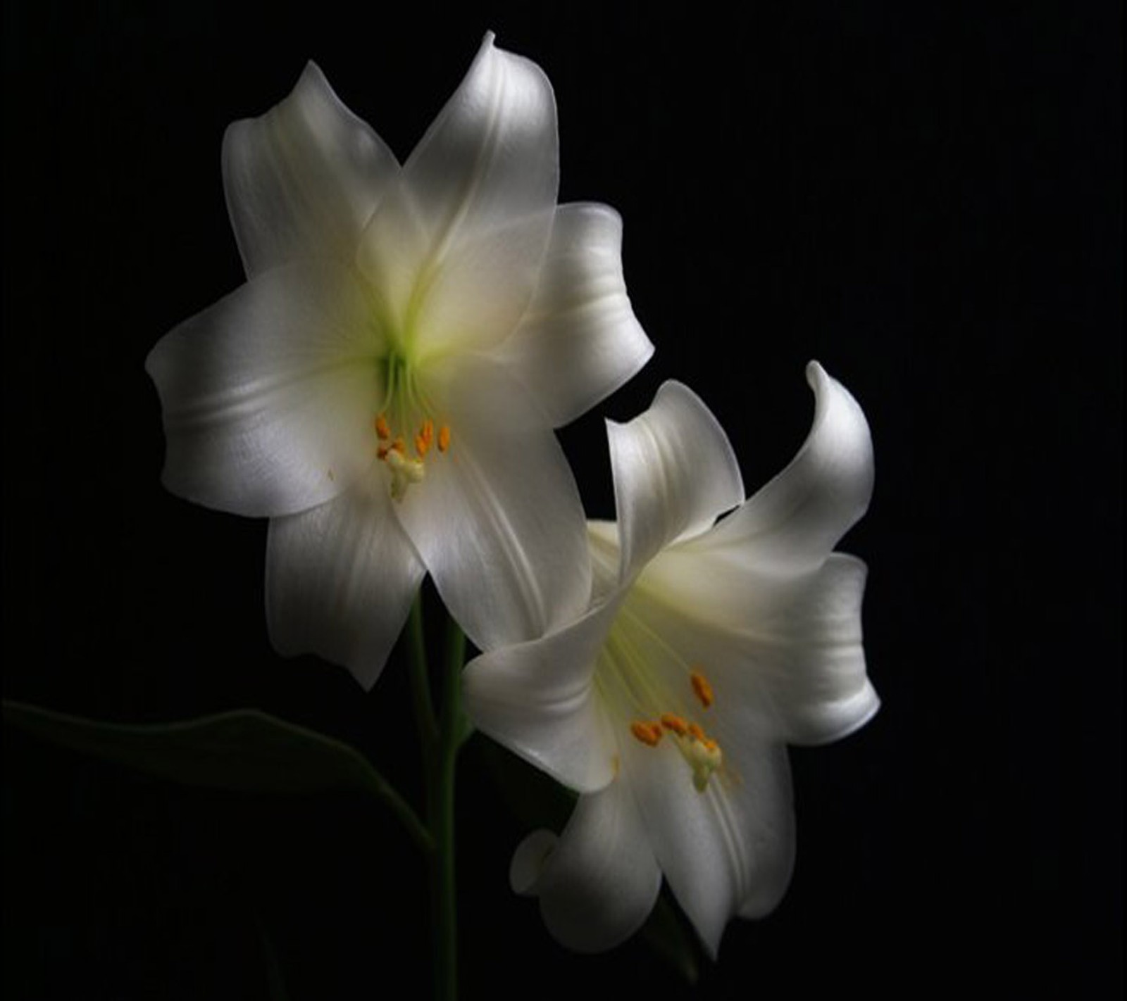 Há duas flores brancas em um fundo preto (flor, papel de parede bonito)