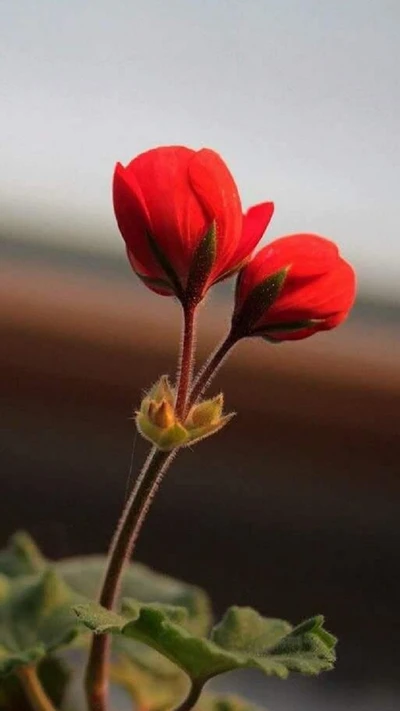 Brotos rojos vibrantes que emergen de hojas verdes