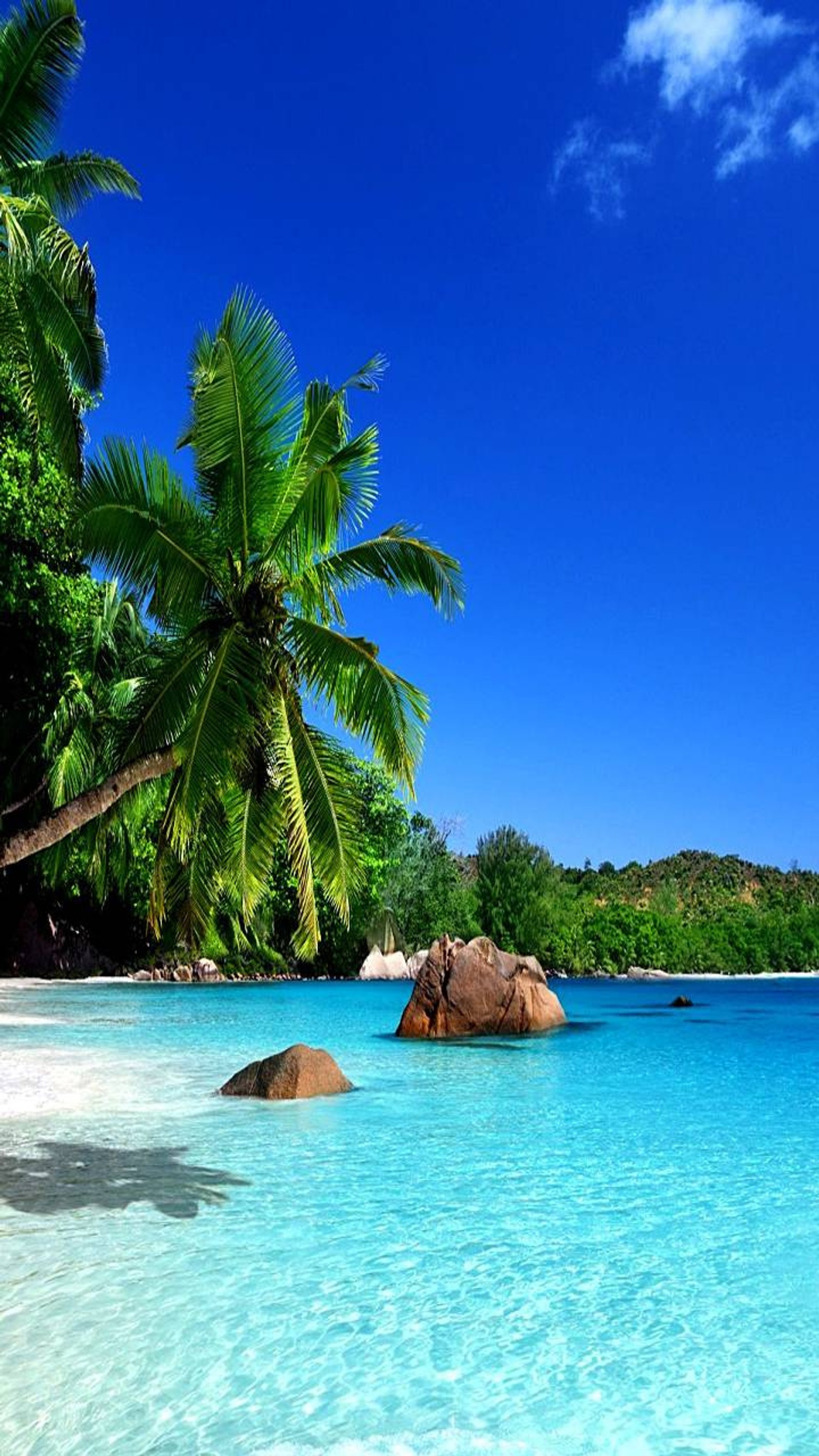 Palmeiras arafed ao longo da praia de uma ilha tropical (oceano, azul, praia, água)