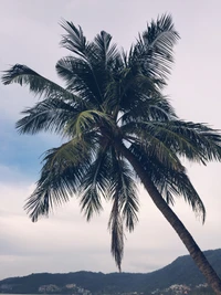 palmera datilera, plantas, biología, paisaje, planta leñosa