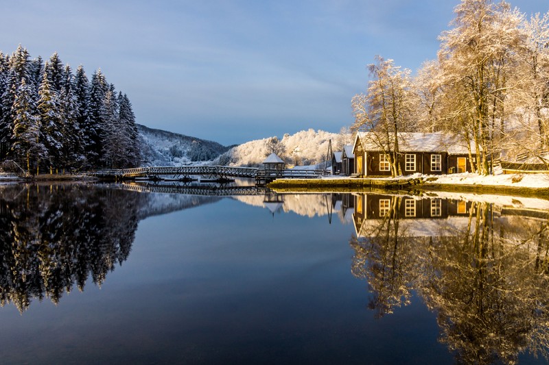 Снежные деревья отражаются в воде озера (отражение, вода, природа, озеро, дерево)