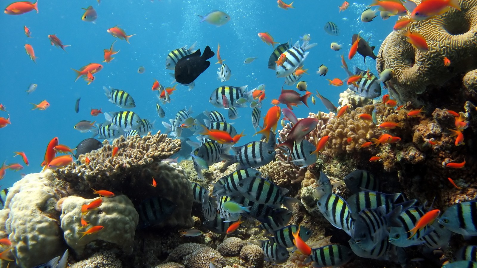 Pez loro nadando en un arrecife de coral con muchos otros peces (arrecife de coral, arrecife, subacuático, peces de arrecife de coral, biología marina)