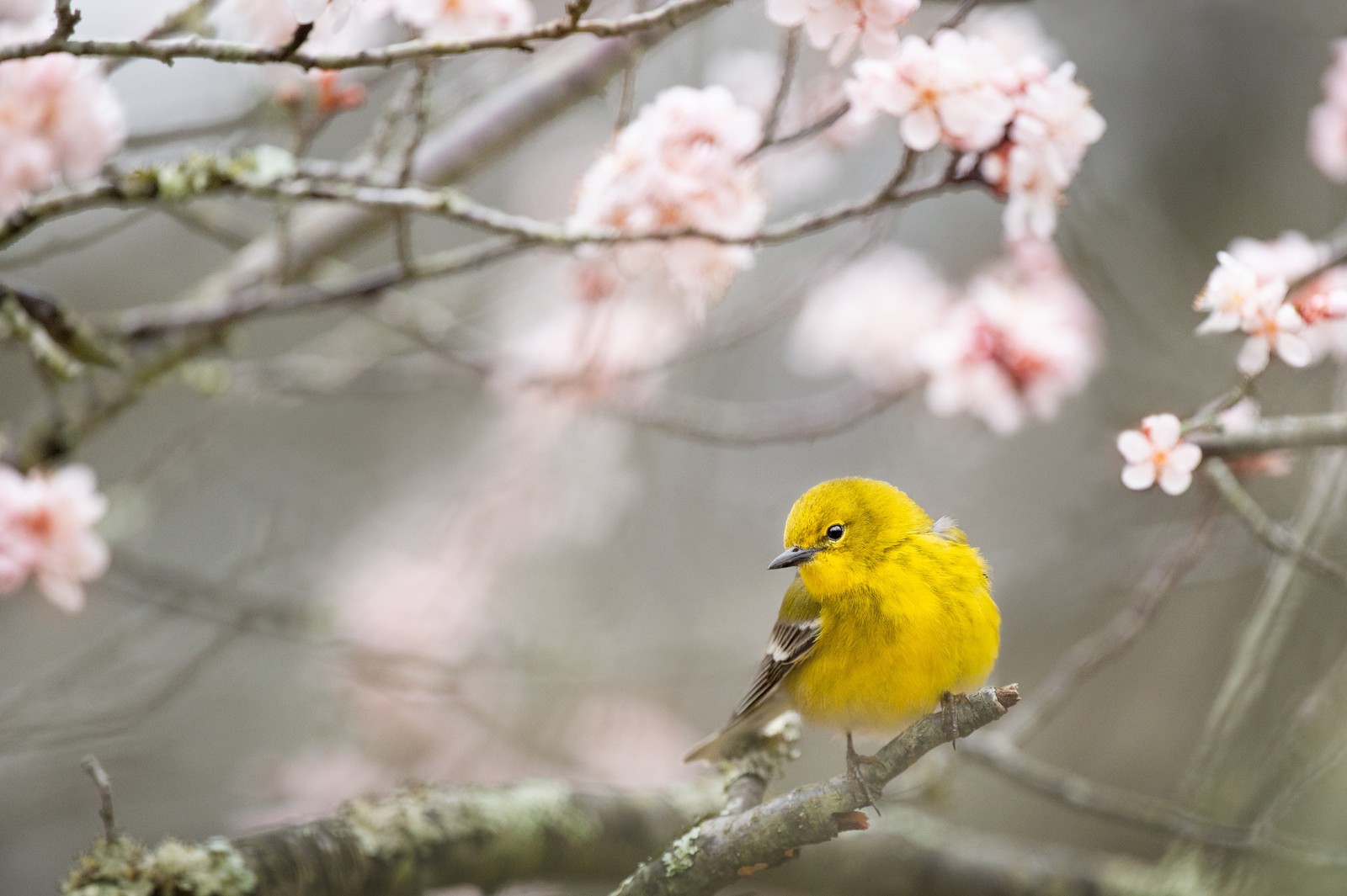 Un oiseau jaune est assis sur une branche d'arbre (oiseau, branche, bec, brindille, printemps)