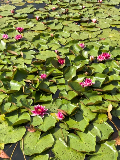 Vibrantes flores de loto rosa entre exuberantes hojas de lirio verde