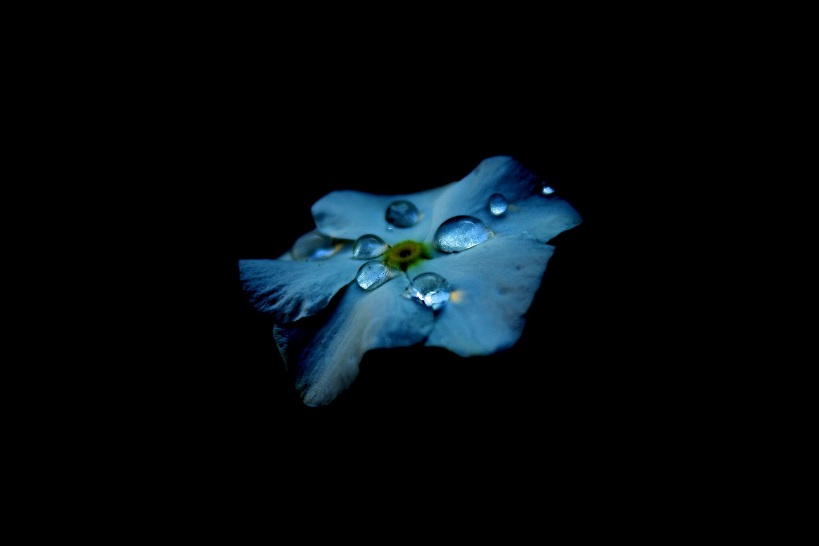 Descargar fondo de pantalla azul, azul celeste, planta, flor, pétalo