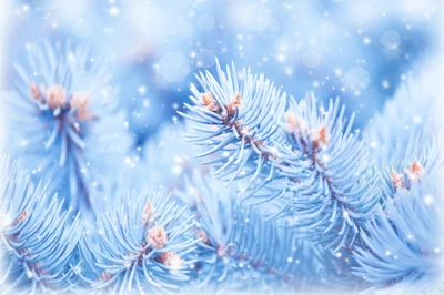 Snowy Spruce Branches in Winter Wonderland