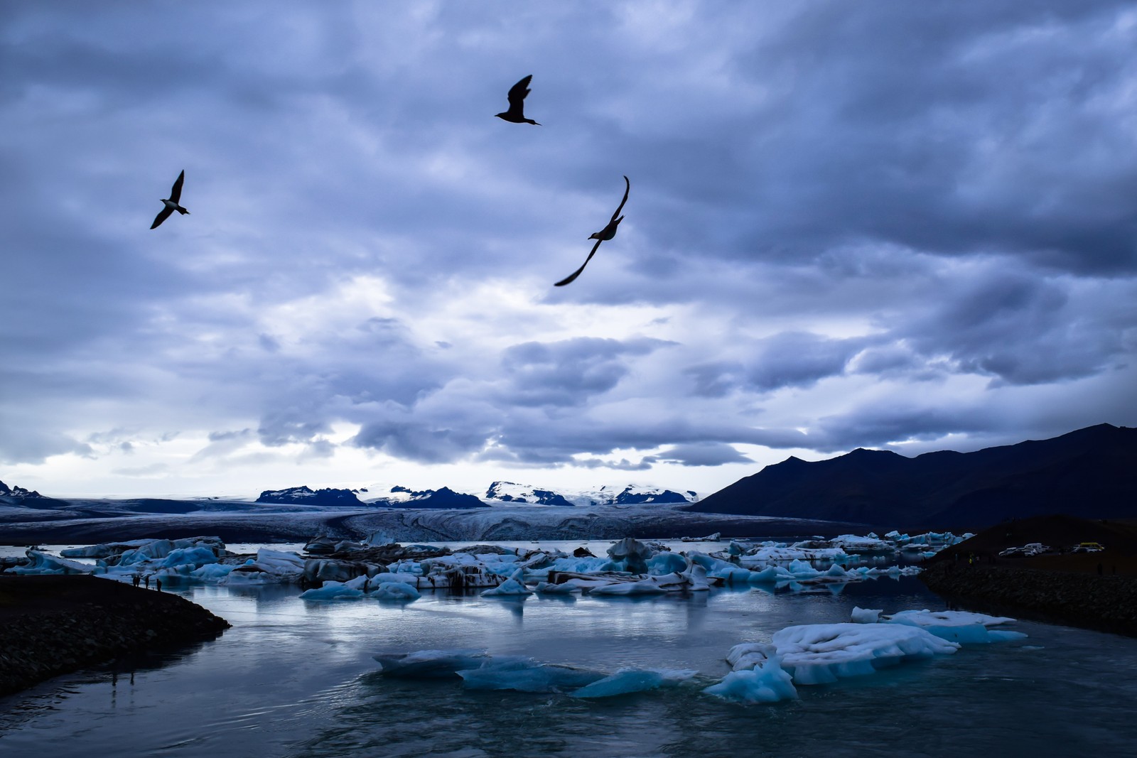 Hay tres pájaros volando sobre un cuerpo de agua (azul, agua, mar, océano, ave)