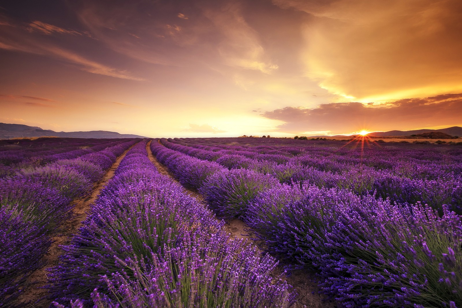 Lavendelfeld bei sonnenuntergang mit der sonne im hintergrund (lavendel, englische lavendel, lila, blume, feld)