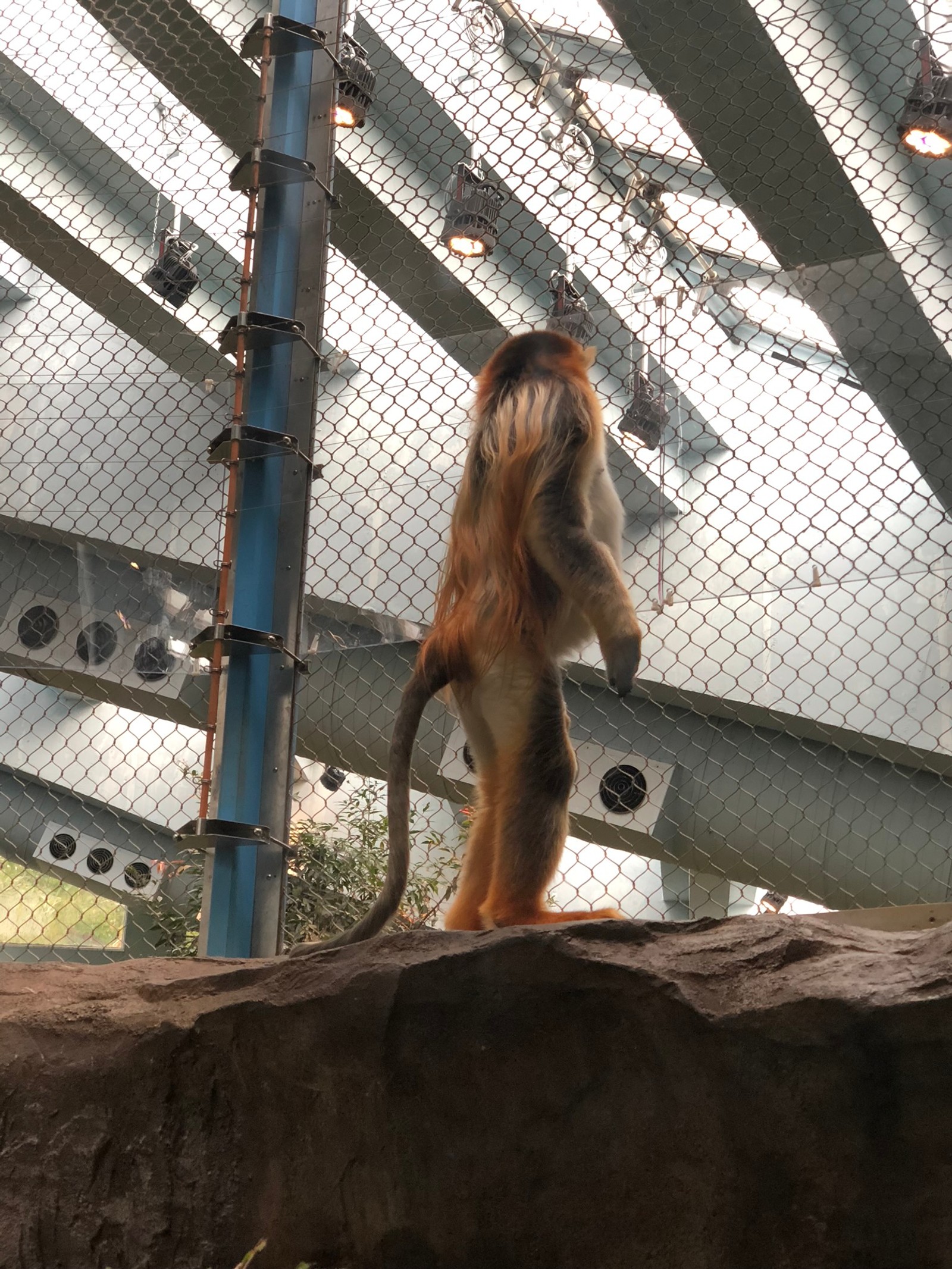 Il y a un singe debout sur une pierre (humain, nature, branche, bois, architecture)