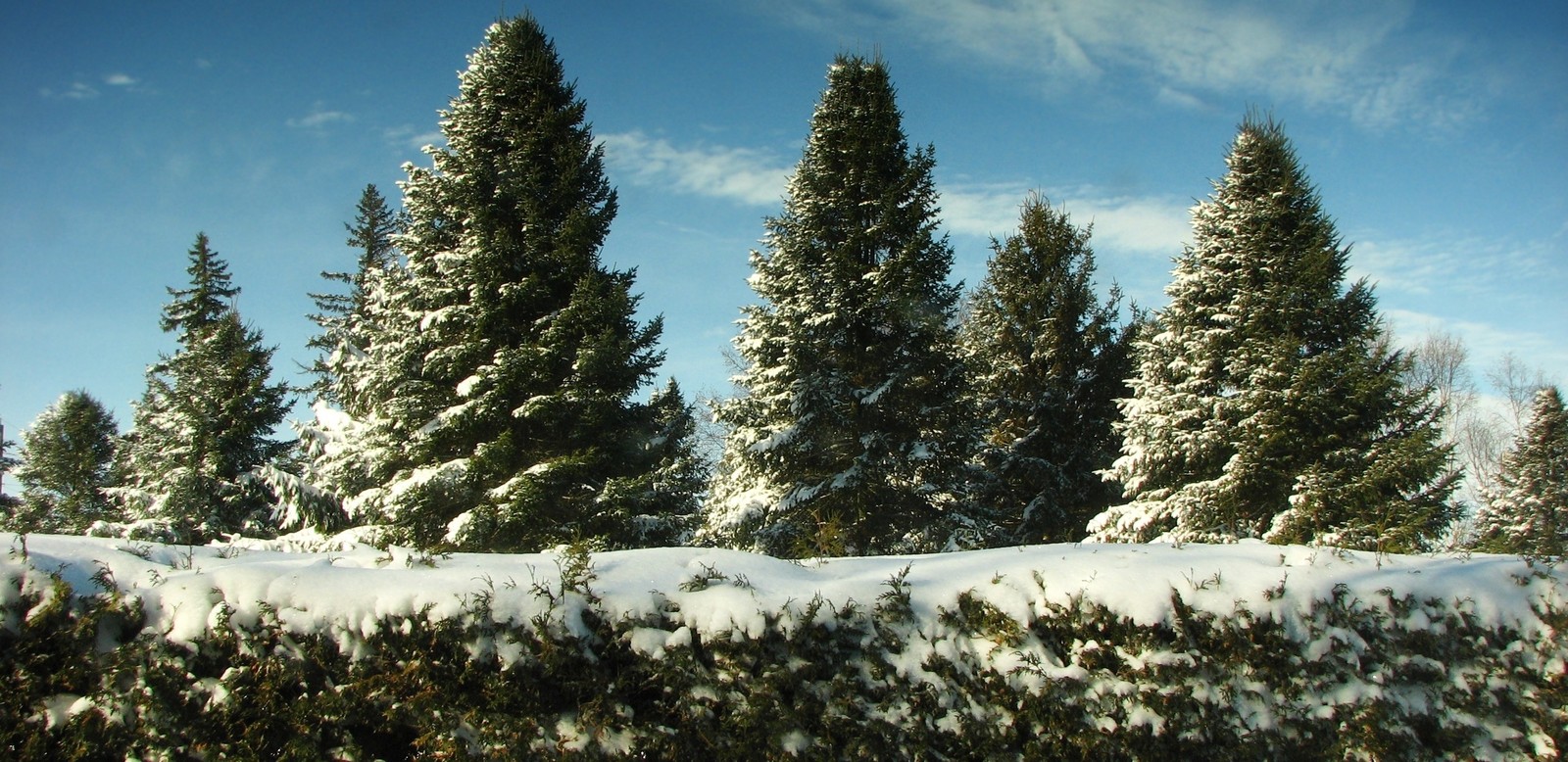 Árboles cubiertos de nieve y nieve en un día soleado (árbol, nieve, invierno, abeto, conífera)