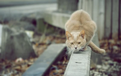 Эгейская кошка, crouching stealthily на деревянной балке, готовая прыгнуть.