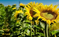 Girassóis comuns vibrantes em flor contra um céu limpo