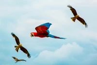 Un guacamayo vibrante en vuelo, rodeado de aves de presa en el aire contra un cielo nublado.