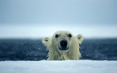 Eisbär, der aus dem arktischen Eis auftaucht