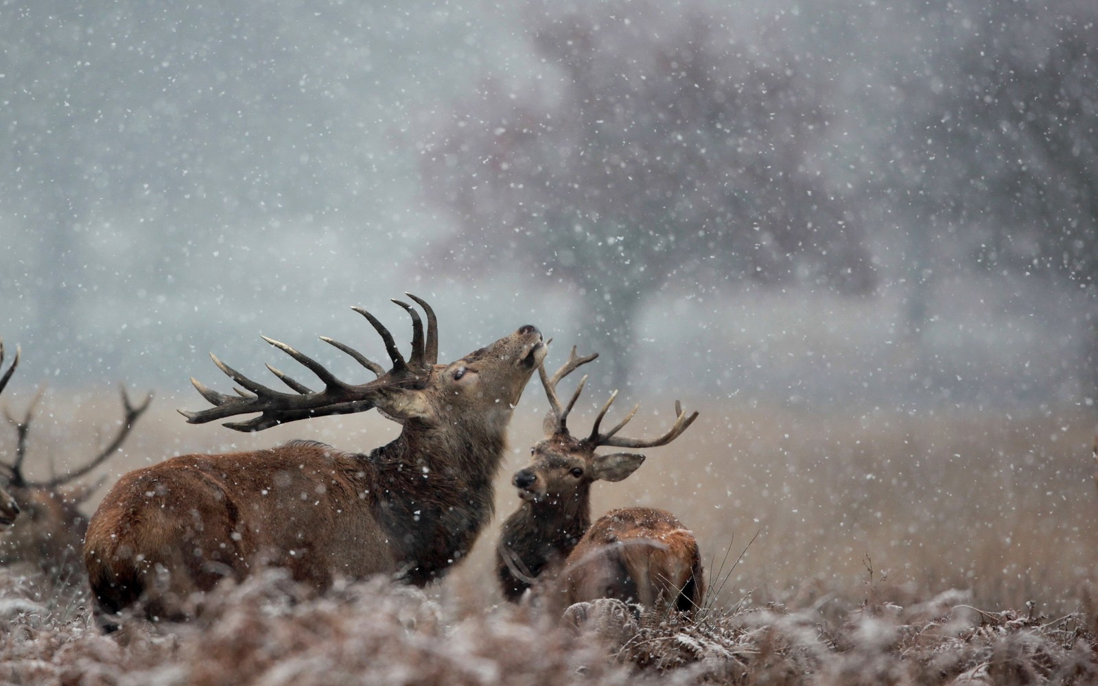 Girafas árabes na neve com os chifres em primeiro plano (veado, rena, fauna, alce, chifre)