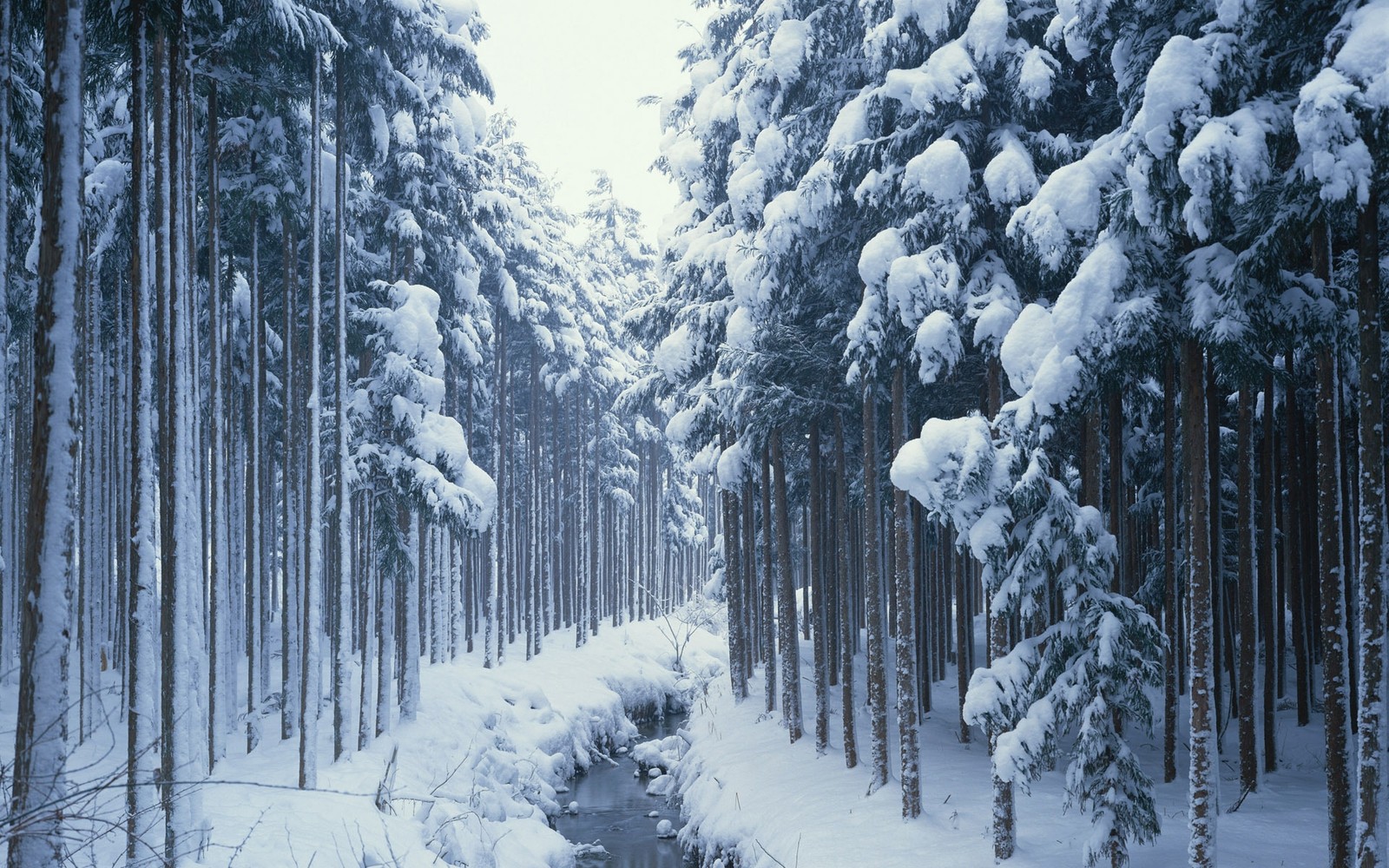 Schneebedeckte bäume säumen einen weg in einem wald mit einem fließenden bach (schnee, baum, wald, gefrieren, frost)