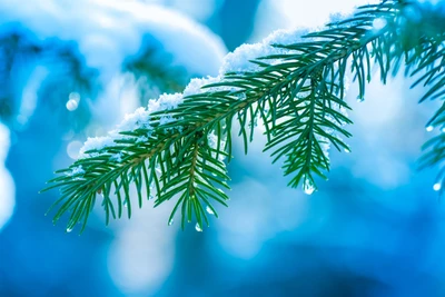 árbol, ramo, azul, conífera, primer plano