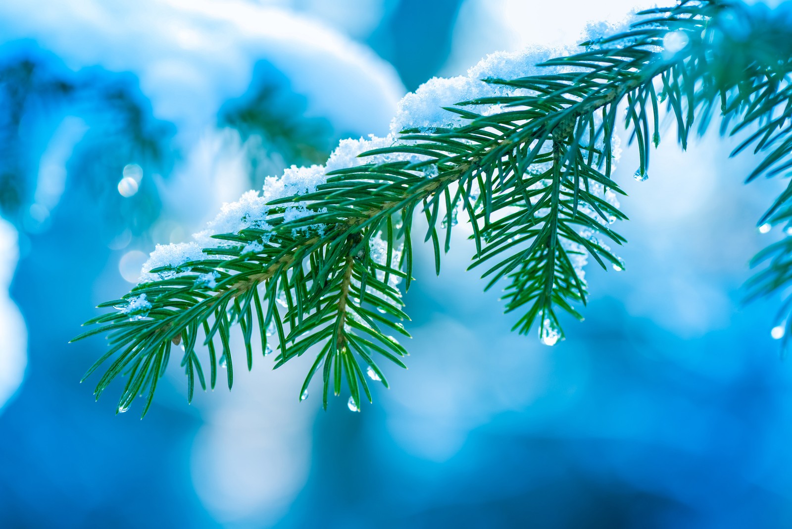 tree, branch, blue, conifer, close up wallpaper